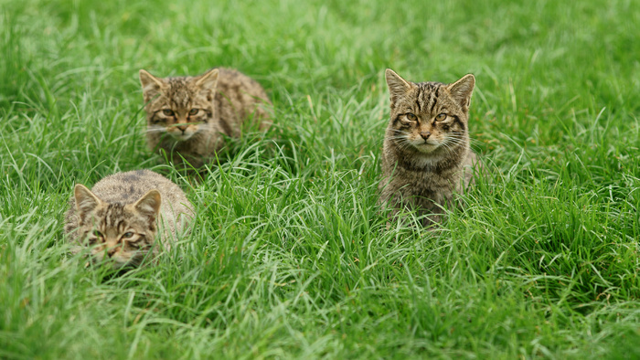 猫,美国短毛猫,狸花猫,猞猁,挪威森林猫,跟踪守护者