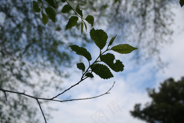 枯枝,雪树银花,白桦,天空,生态林,叶