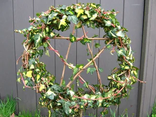 常春藤五角星盆景