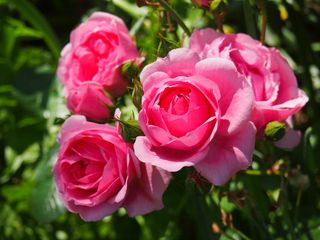 月月红,月季花,蔷薇花,玫瑰,月季,粉红玫瑰