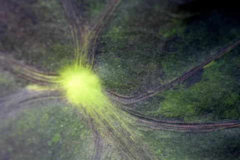 合欢花,极光,蜘蛛网,观赏草,谷莠子,神经元和高速公路