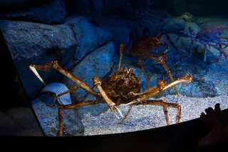 蜘蛛蟹,甘氏巨螯蟹,虫子,螃蟹,自行车,日本蜘蛛蟹