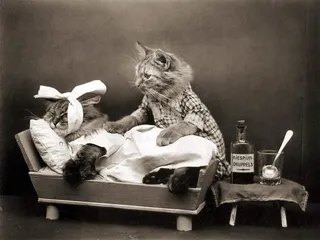 美国短毛猫,狸花猫,猫,工艺品,美国短尾猫,Poezen Kiespijn