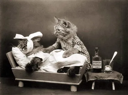 美国短毛猫,狸花猫,猫,工艺品,美国短尾猫,Poezen Kiespijn 美国短毛猫,狸花猫,猫,工艺品,美国短尾猫,Poezen Kiespijn