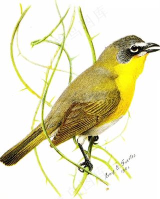 图片来自“第二本书：鸟类；鸟类家族”（1901年）的第86页