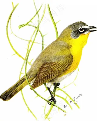 图片来自“第二本书：鸟类；鸟类家族”（1901年）的第86页