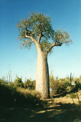 树,猴面包树,面包树,酒瓶树,波巴布树,猴面包树在多刺的沙漠