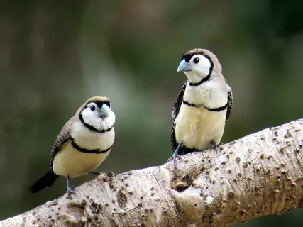 鸟类,玩具,山雀,黑领噪鹛,双叉雀科（Taeniopygia bichenovii）