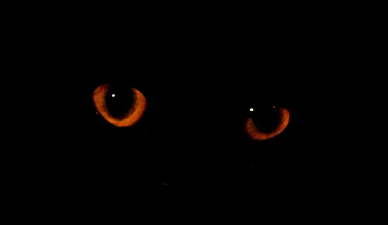 黑猫,黑暗的房间 黑猫,黑暗的房间