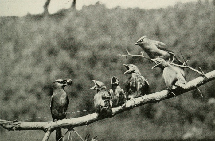 黑白照片,绘画,钢笔画,白腿小隼,伯劳鸟,图片来自“ Bird-lore ”（1899年）第322页