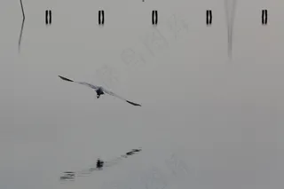 屏幕截图,文字图片,江鸥,东方白鹳,白翅浮鸥,幽灵猎人