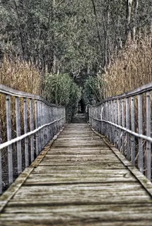 桥梁,楼梯,人行桥,树,铁丝栏杆,两个边缘让路 桥梁,楼梯,人行桥,树,铁丝栏杆,两个边缘让路