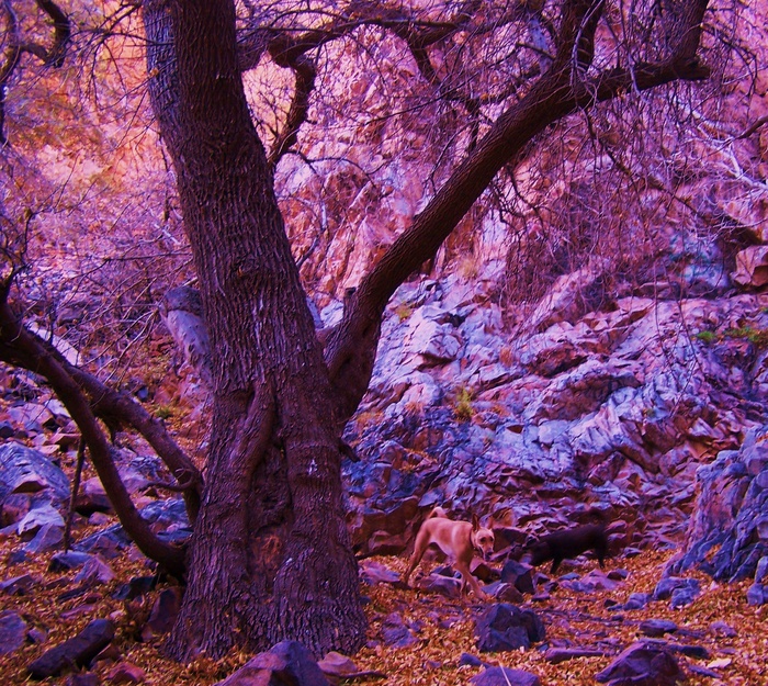 童话荒野