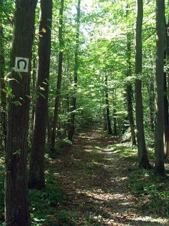 生态林,松林,自然公园,竹林,树,森林 生态林,松林,自然公园,竹林,树,森林