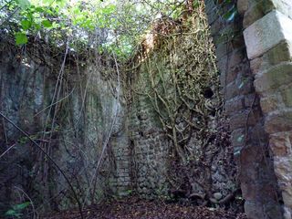树,生态林,山峦,松林,峡谷,潘神的迷宫