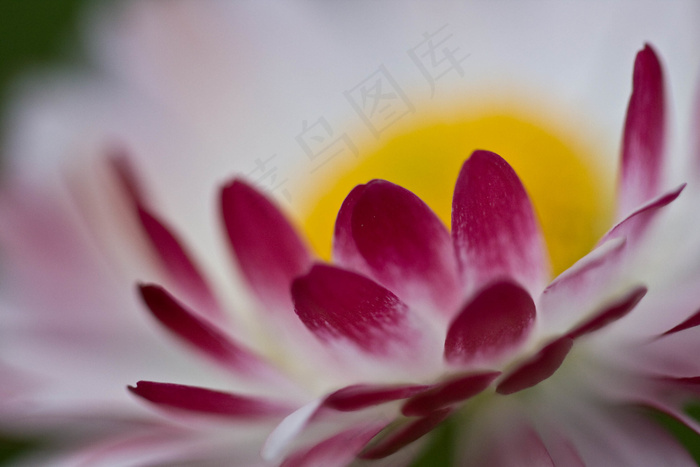 耀眼的雏菊