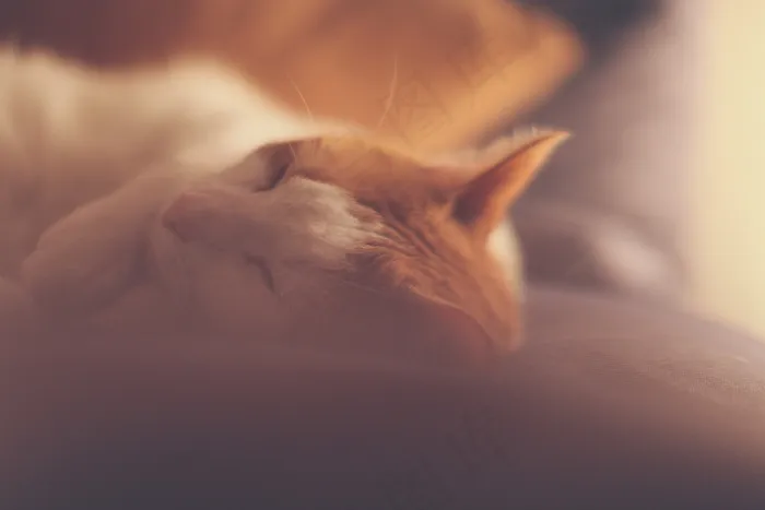 猫午睡