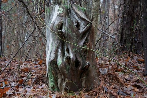 森林公爵-Trail I-055