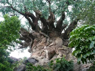 古榕树,古榕,树,古槐,雪树银花,生命之树动物王国