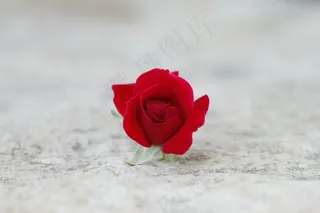 玫瑰,玫瑰花,玫瑰花蕾,花卉,月月红,爱情与和平...完美的结合