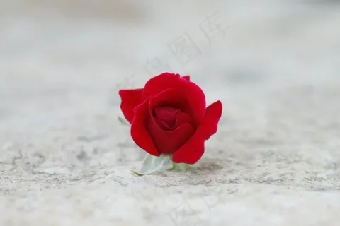 玫瑰,玫瑰花,玫瑰花蕾,花卉,月月红,爱情与和平...完美的结合 玫瑰,玫瑰花,玫瑰花蕾,花卉,月月红,爱情与和平...完美的结合