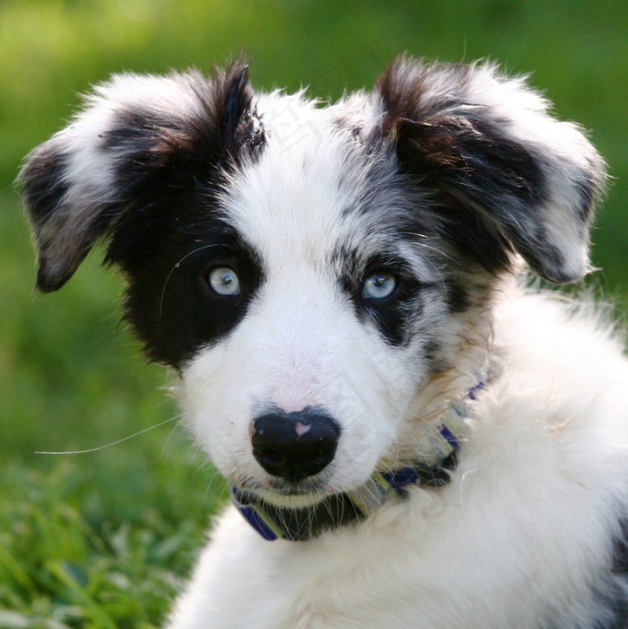 边境牧羊犬,玩具,澳大利亚牧羊犬,喜乐蒂,蝴蝶犬,可爱的Patootie