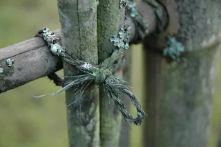 绑麻线，地衣，竹篱笆，韦奇伍德，西雅图，华盛顿，美国