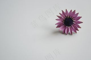 花卉,非洲雏菊,蓝目菊,紫锥菊,非洲菊,负空间。