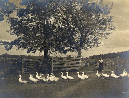 穿越crossing的鸭子，约1905年