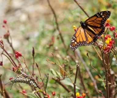 斑蝶,副王蛱蝶,虎斑蝶,黑脉金斑蝶,花卉,君主的两个世代和两个阶段 斑蝶,副王蛱蝶,虎斑蝶,黑脉金斑蝶,花卉,君主的两个世代和两个阶段