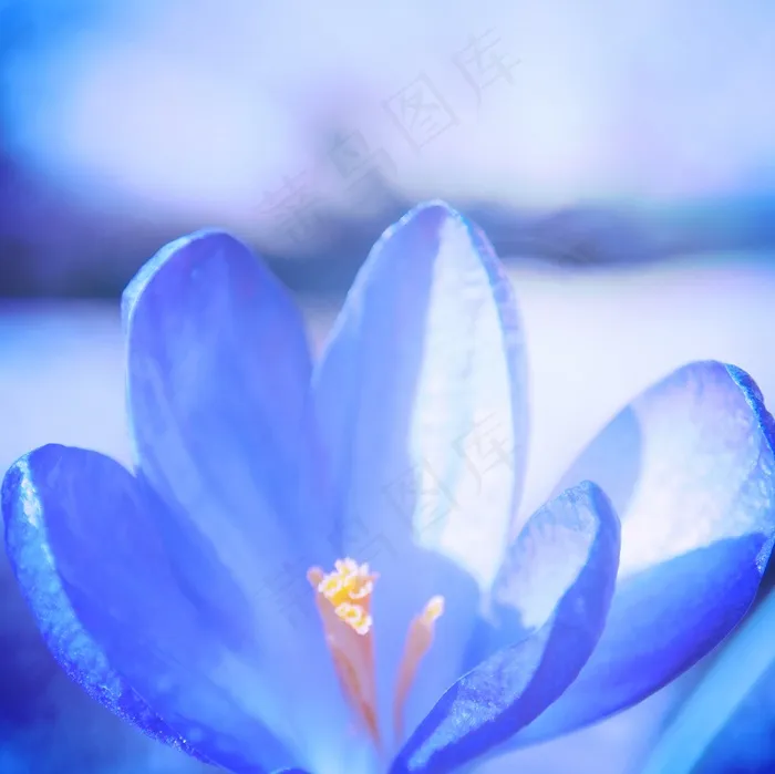 植物,蓝色花朵,荷花,花卉,再次问好！