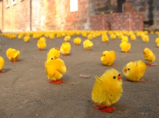 玩具,小黄鸭,花卉,大黄鸭,玩具鸭,小鸡