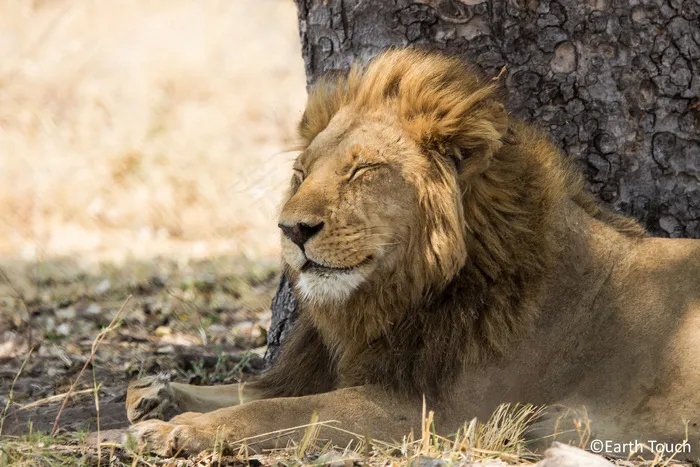 狮子,油画,图画,鸟类,小狗,微笑！