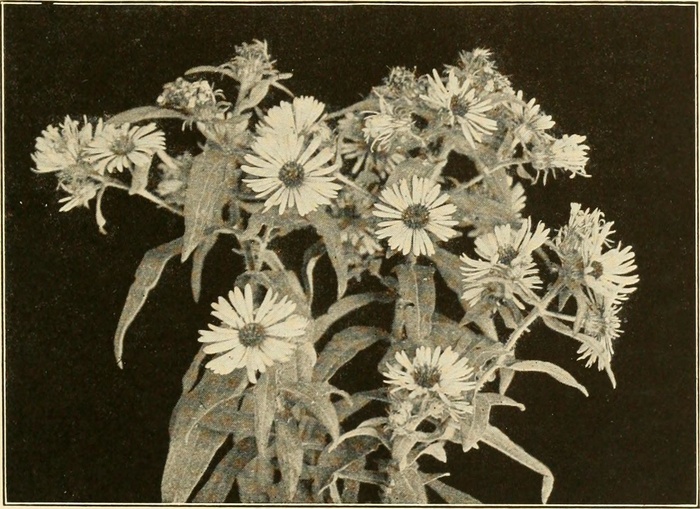 植物,纸浮雕,工笔画,花卉,图画,图片来自“穿越梭罗的一年”（1917年）第224页