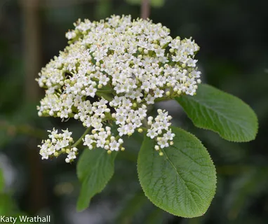 山楂花,琼花,笑靥花,天目琼花,绣线菊,老花