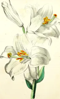 图片来自“美国植物区系:或植物和野花的历史:”的第157页,包含其科学和一般描述,自然历史,化学和医学特性,培养方式,繁殖等,旨在作为参考书 图片来自“美国植物区系:或植物和野花的历史:”的第157页,包含其科学和一般描述,自然历史,化学和医学特性,培养方式,繁殖等,旨在作为参考书