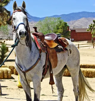 骄傲的女孩，先锋镇，加利福尼亚4-13