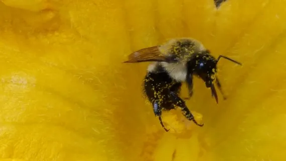 虫子,黑蜂,熊蜂,木蜂,非洲蜂,授粉
