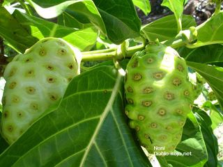 诺丽果,莲蓬,树,秘鲁番荔枝,虫子,诺丽