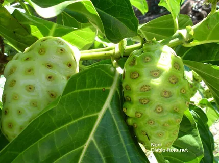 诺丽果,莲蓬,树,秘鲁番荔枝,虫子,诺丽 诺丽果,莲蓬,树,秘鲁番荔枝,虫子,诺丽