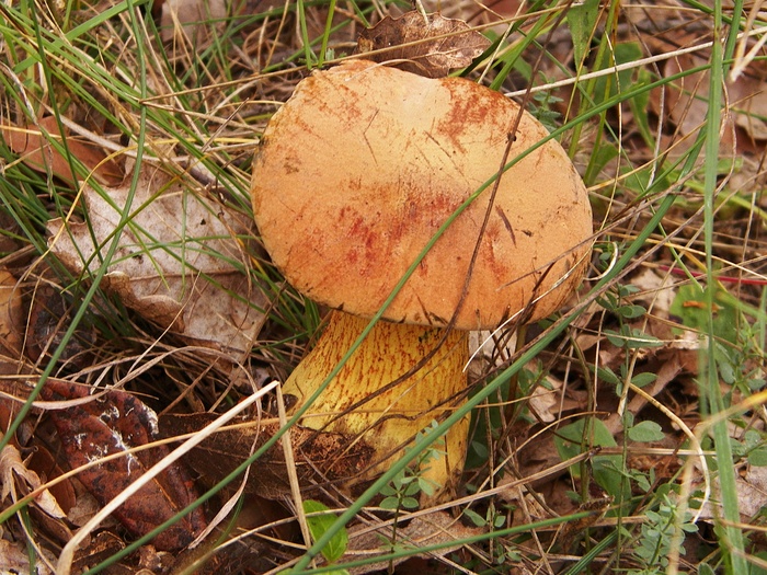 牛肝菌,蘑菇,蘑菇/菌类,黄蘑菇,鸡油菌,100_7064