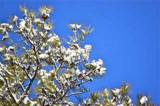 冰雪覆盖的松枝