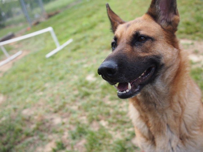 德牧/德国牧羊犬,德国狼犬,德国牧羊犬,小狗,德牧犬,萨沙