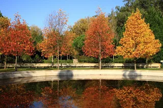 树,红杉林,油画,风景,山峦,Reflexos do Outono
