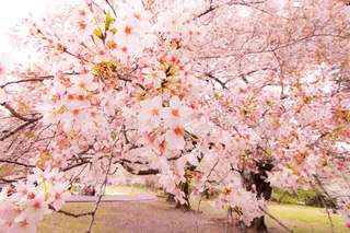 树,工笔画,旅顺龙王塘樱花园,日本樱花,毛山樱花,码头公园（Kinuta Park）的桜（Sakura）