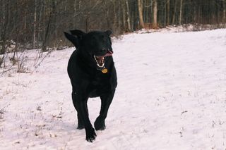 意大利卡斯罗犬,斯塔福斗牛梗,斯塔福郡斗牛梗,拉不拉多,拉不拉多犬,快乐！