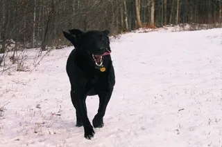 意大利卡斯罗犬,斯塔福斗牛梗,斯塔福郡斗牛梗,拉不拉多,拉不拉多犬,快乐！