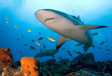 鲨鱼,锤头鲨,白鳍鲨,虎鲨,大青鲨,礁鲨