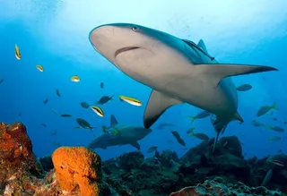 鲨鱼,锤头鲨,白鳍鲨,虎鲨,大青鲨,礁鲨