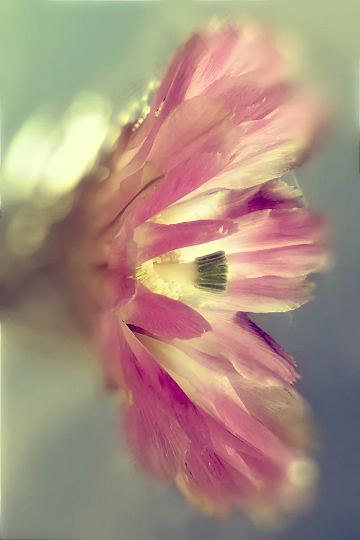 瓜叶菊,睡莲花,大波斯菊,苦根,大理花,上帝的花园